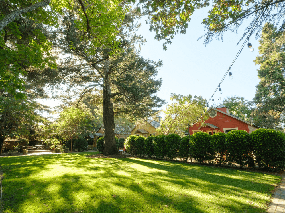 A sunny backyard with manicured grass, tall trees, and a red house in the background.