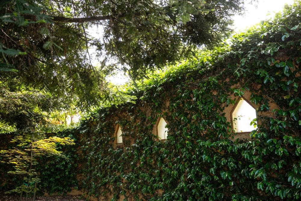 A wall covered in lush green ivy with arched windows partially hidden among the foliage.