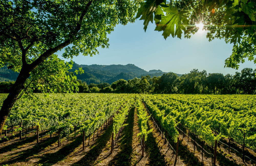 Lush green grapevines stretch across a sunlit vineyard against a backdrop of rolling hills.