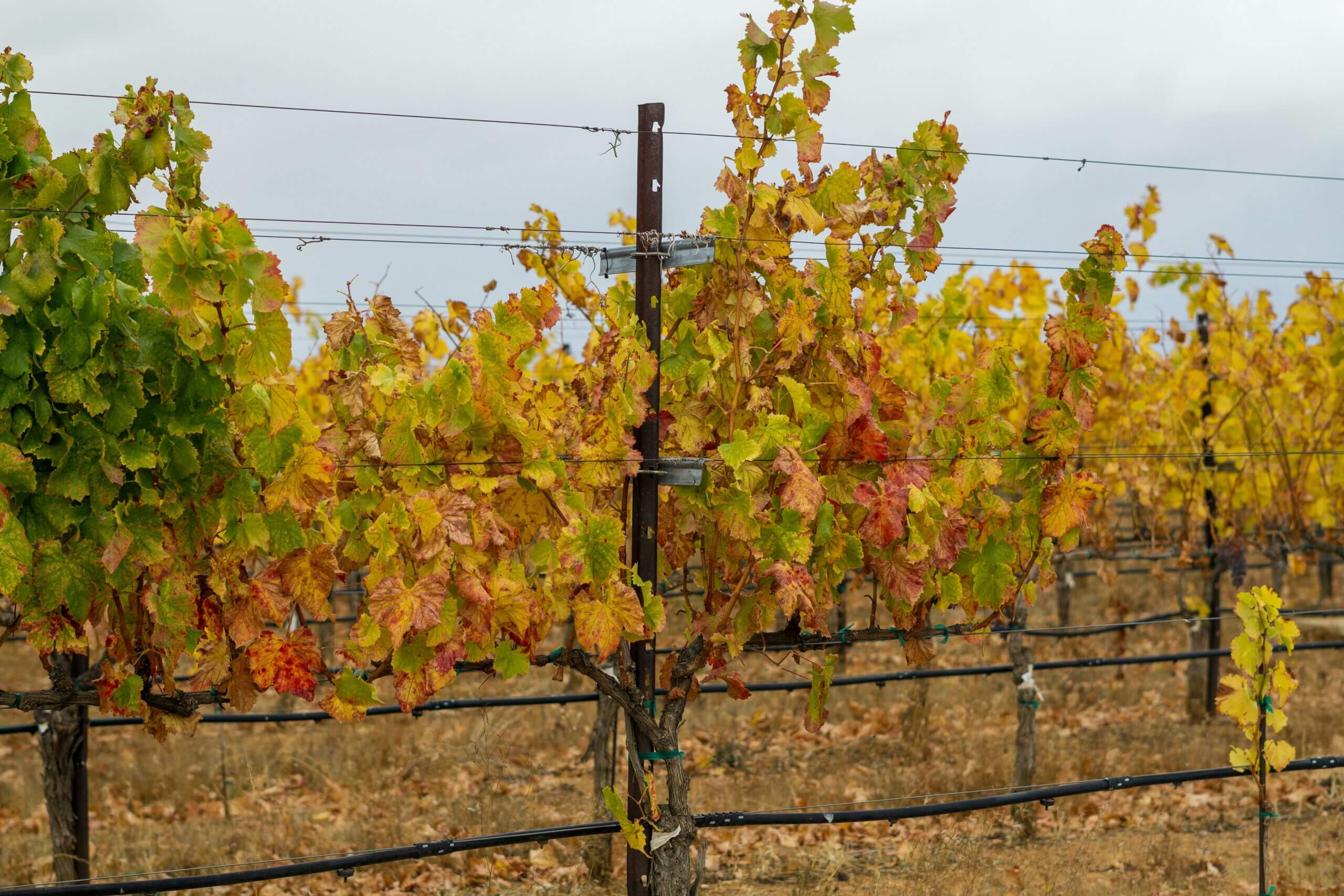 Vines with autumn-colored leaves in a vineyard. Vines with autumn-colored leaves in a vineyard.