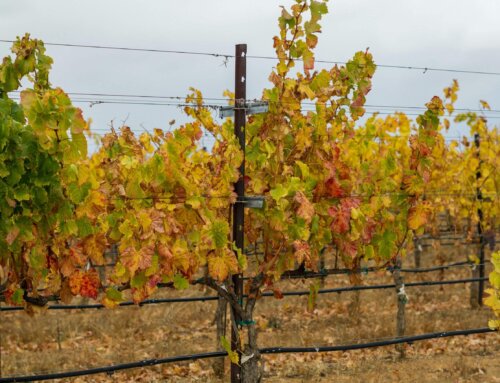 Fall in Napa Valley: Your October Events Guide